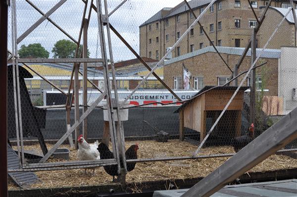 Although it many not look like much, this is an urban farm with chicken on the roof. Not exactly how one would imagine a free-range bird to grow up though.
